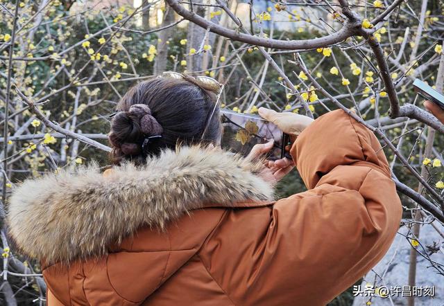 许昌进入“赏梅季”，哪些地方可赏蜡梅？