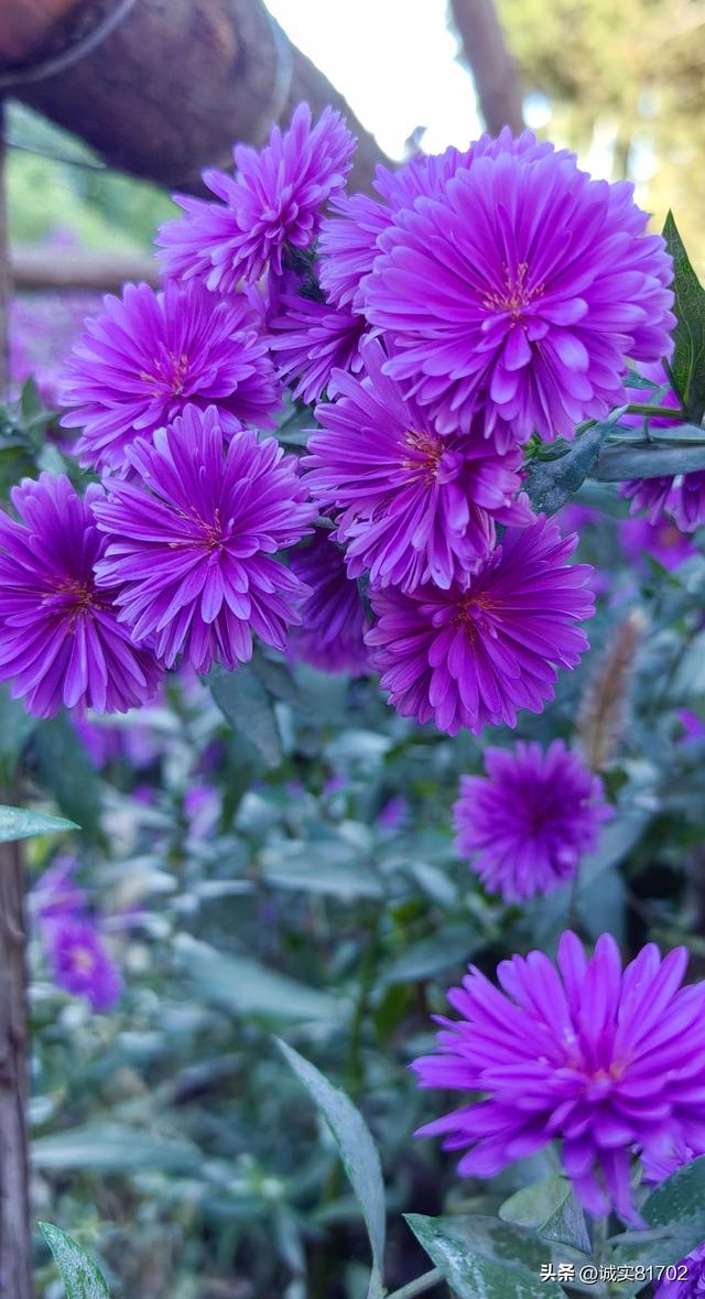 富是假的，命是真的，都说皮大肉厚人有福气，两腮没肉的人是苦命