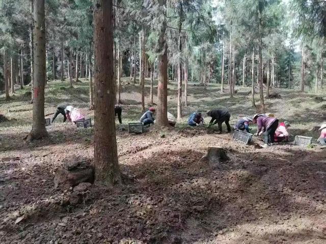 以林为媒 以旅兴业 让雨城绿水青山持续变现