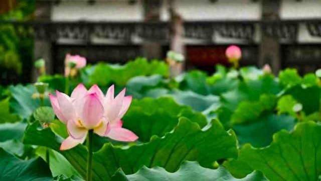大理南涧：荷影摇曳入画来