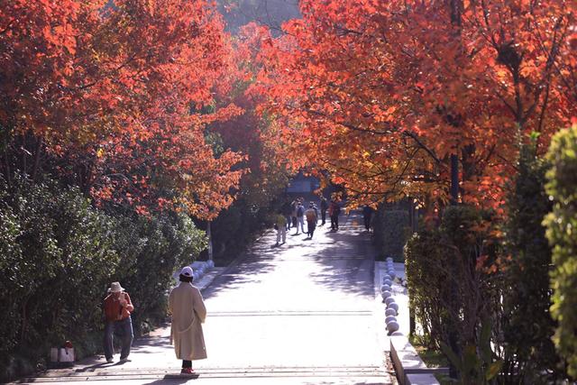 邂逅长沙最美秋天！湖南省植物园彩叶植物进入观赏期