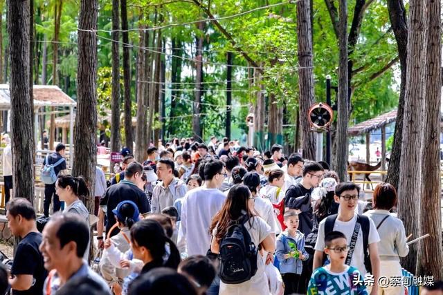 全省热门景区前三，连续单日GMV破百万！武汉野生动物王国热度飙升