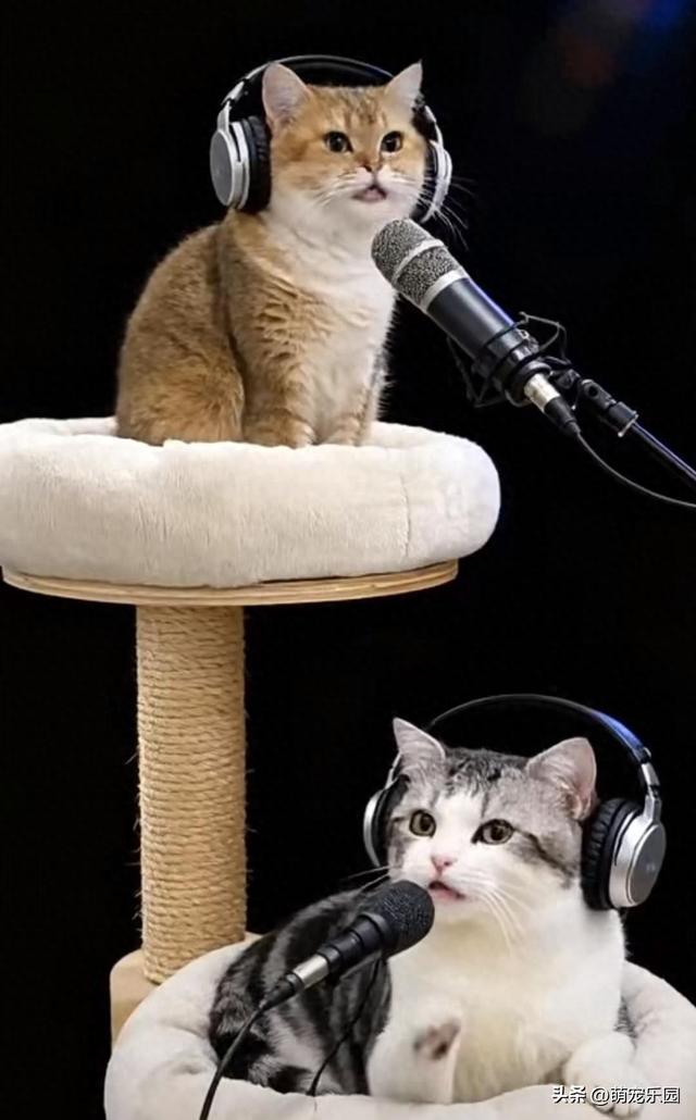 小家伙卯足劲开演唱会，奶声奶气歌声	，心都要被融化了