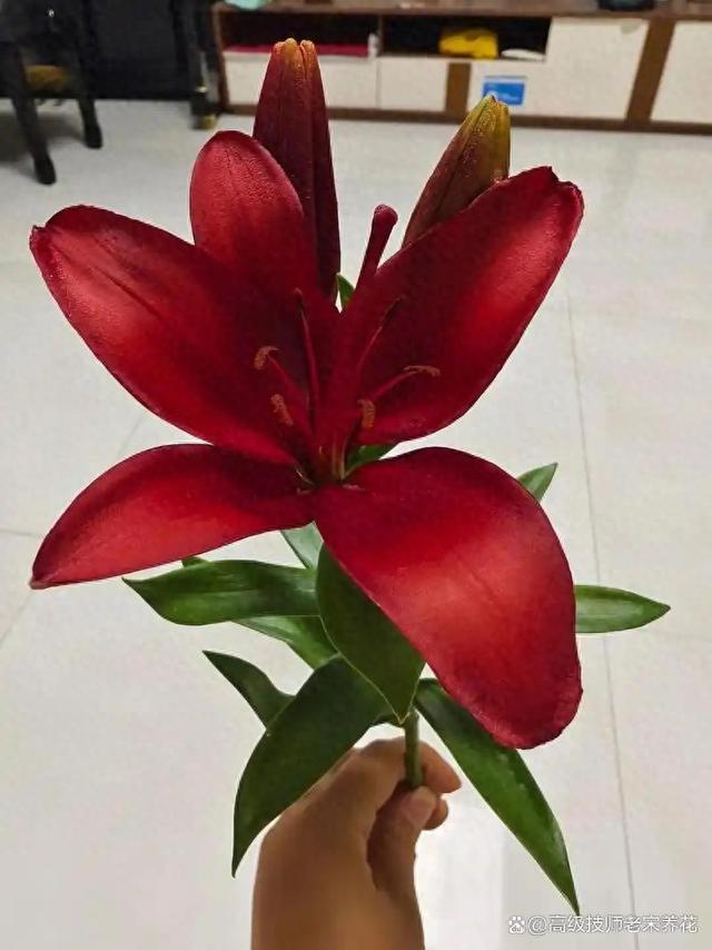 红百合花的功效与作用（红色百合花炽热寓意与象征意义）