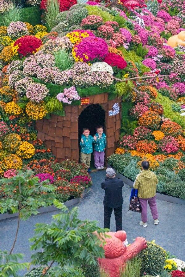 刷屏1个月正式闭幕，武汉金秋菊展留下这些名场面