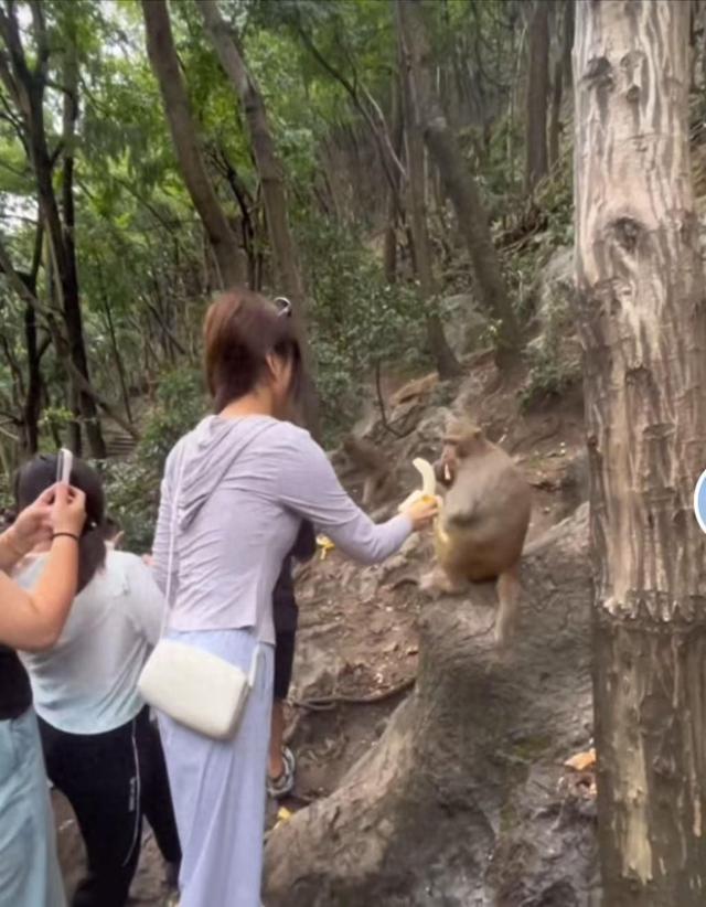 游客在黔灵山公园拿香蕉喂猴子遭“飞踢”，景区工作人员：看到了网上的视频，但游客没来登记