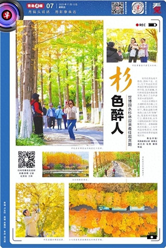 杉色醉人！青岛世博园水杉林迎来最佳观赏期