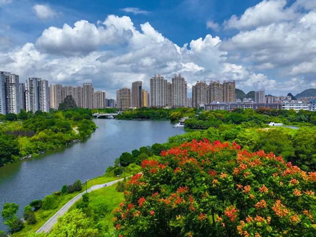 栾树拉开桂林秋色序幕！这些路段、公园可欣赏美景