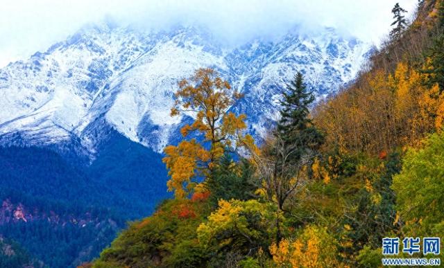甘肃肃南：彩林映雪山