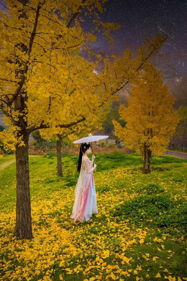 台儿庄古城：一树金黄诗 满目国风秋