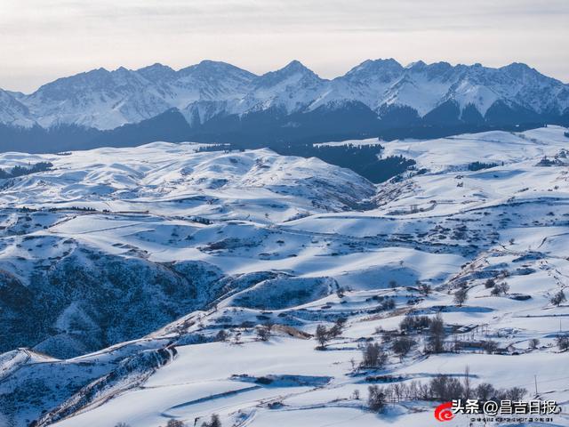 视觉·昌吉 | 银装素裹江布拉克 雪映松林绘冬图