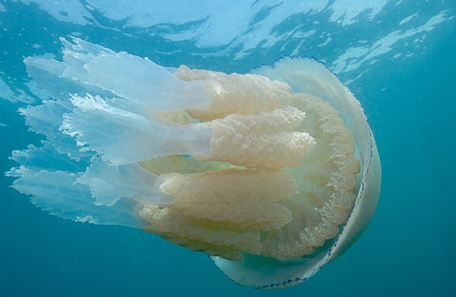 巨型水母大量涌入英国海域，专家：数量激增或与海水温度升高有关