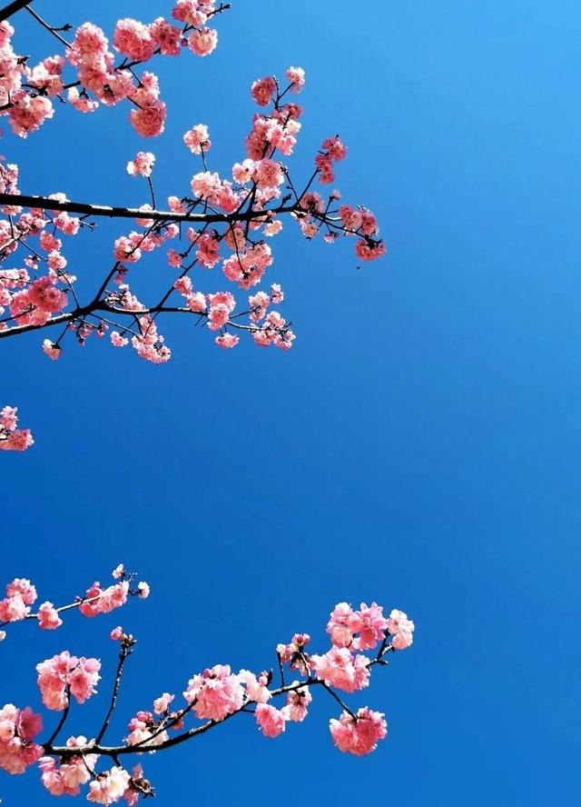 花漾丽江丨风暖樱花开 永胜春光美