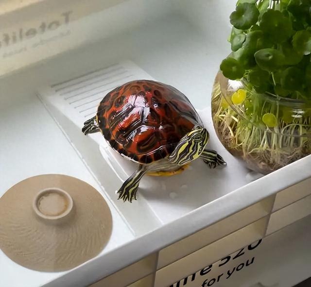 梦幻水族箱双人（这三种龟和鱼混养绝配颜值爆表还超省心）