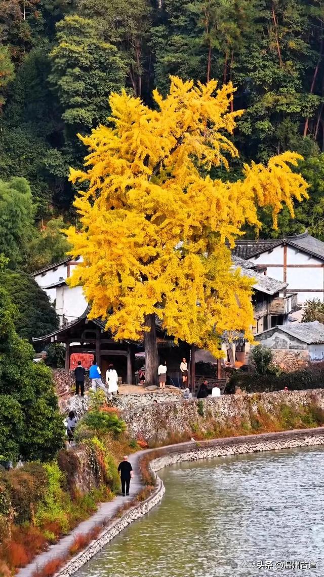 温州这棵网红古银杏黄的正艳，错过待来年了！