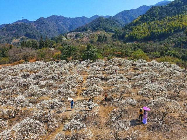 雪白冬日氛围感拉满！从化桂峰、莲麻李花节上线，吃喝玩乐一站畅玩