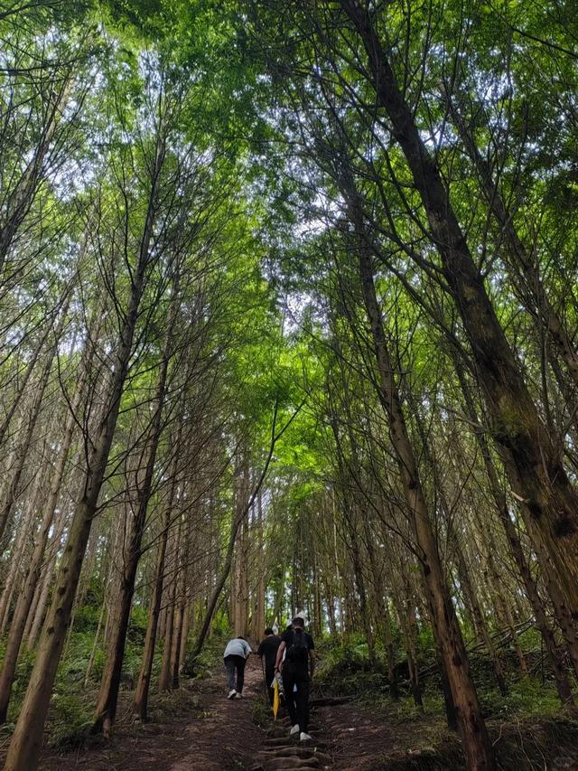 森林徒步天花板,后悔没早来!成都小众路线1.5h可达~