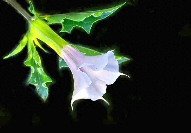 形容花漂亮唯美的诗句（甘海斌咏花诗词五首）