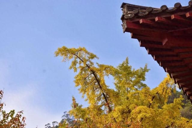 秋韵正当时，放慢脚步，来皇泽寺与千佛崖走一走~