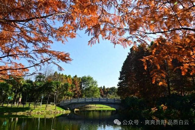 【爽游白云】曹关湿地公园的限定秋色