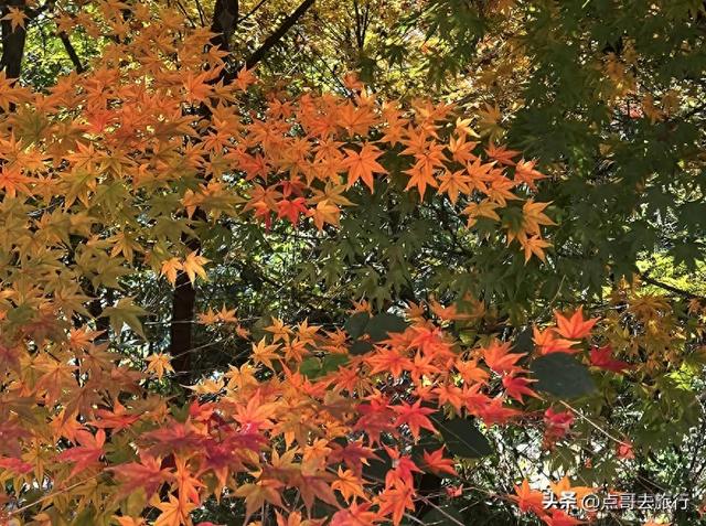 成都彭州“世界级”徒步路线，观景台超级惊艳，不要门票！