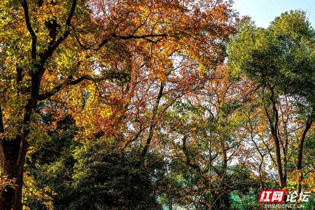 岳麓冬韵：秋色未尽处，斑斓染层林
