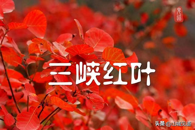 三峡红叶景区游玩攻略2025