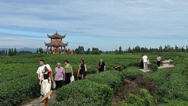 国庆中秋邂逅安逸茶山（牛碾坪）：赴一场茶香四溢的秋日浪漫之约