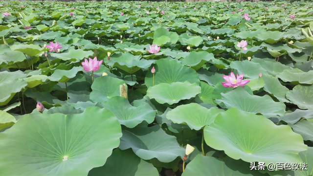 田阳区荷花绽放映盛夏 香芒湖成为市民“打卡点”