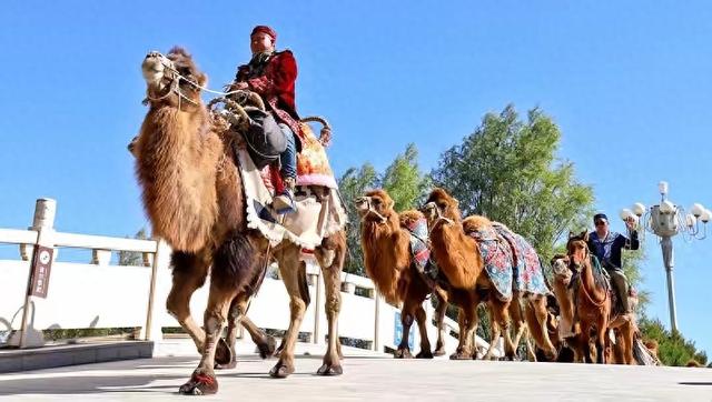驼铃越千年，民心跨山海——东天山骆驼队走红的深层密码
