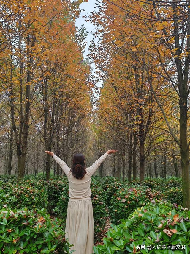 横山红枫岭，第二次来，算是尽兴了