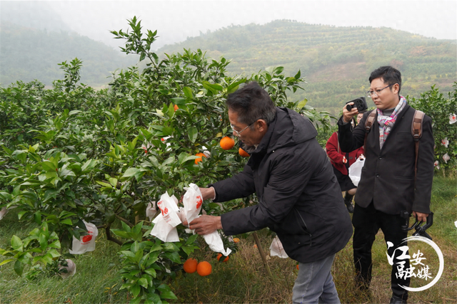 泸州“网红”漫游江安 乐享安逸时光