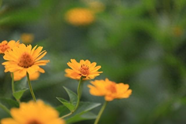 有花字的古诗词（100句带花字的古诗词名句并注明作者朝代及出处）