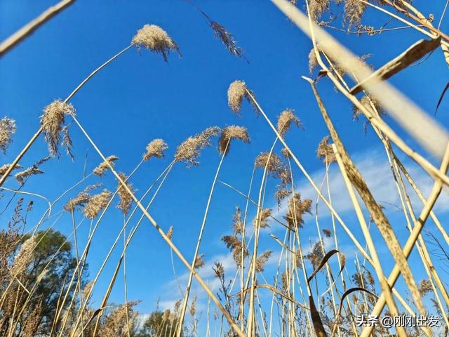 大连西山水库发现一大片芦苇,快来拍照呀