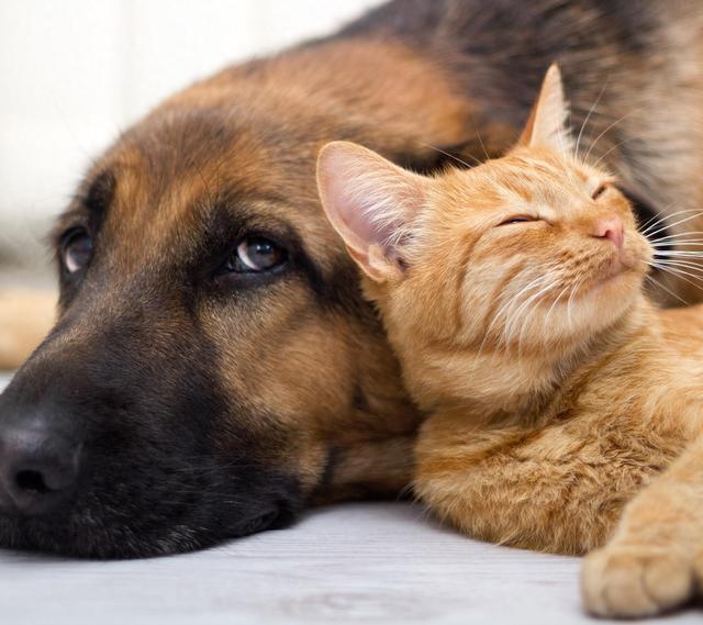 颠覆认知！犬科按线走，猫科爱瞎逛 ，迁徙路线成濒危物种保护关键
