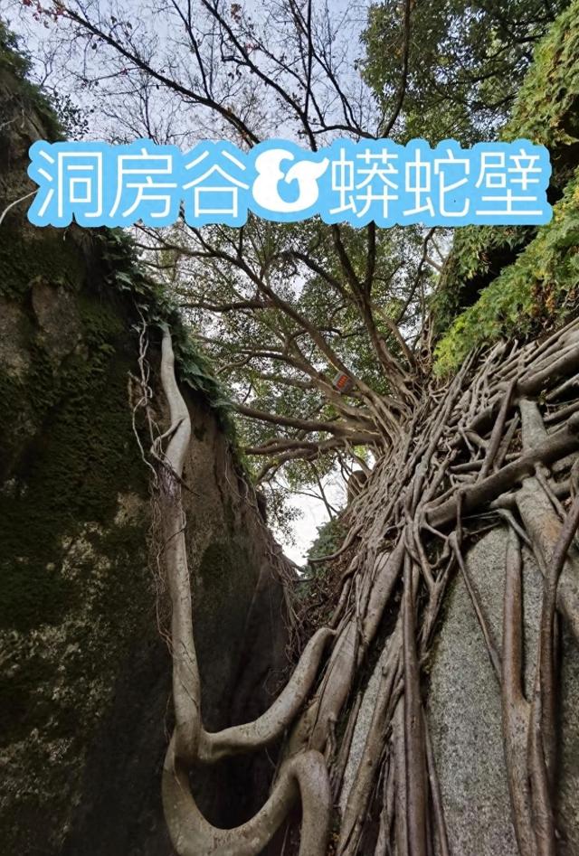 厦门东坪山蟒蛇壁，据说有人在此见过一大蟒蛇，大概名字由此而来