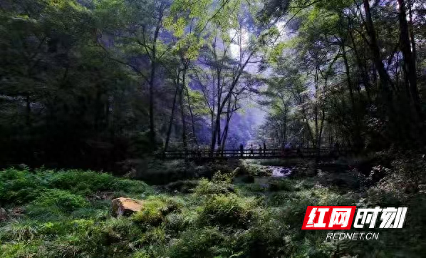 张家界金鞭溪：游客沉醉山水间 感受自然之美