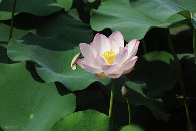 春天先开花后长叶的植物（先开花后长叶的植物）