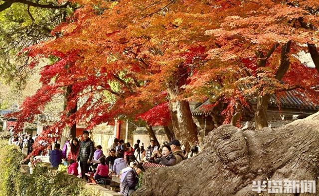 冬藏“枫”景！太清宫百年红枫进入最佳观赏期