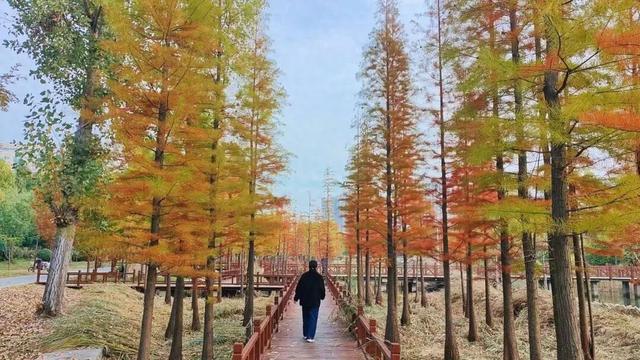 寻美薛城丨初冬池杉红！薛城森林公园五彩缤纷，美得令人心醉！