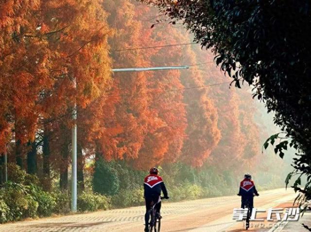 红杉如火！这条路上的水杉进入最佳观赏期