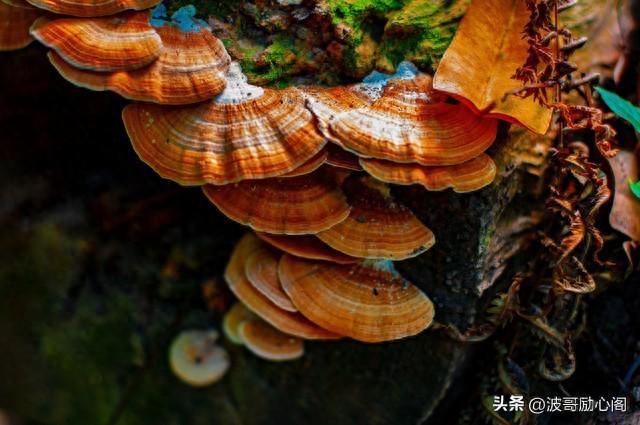 属蛇人：这辈子最大的靠山，不是钱，不是权，而是这6大法宝