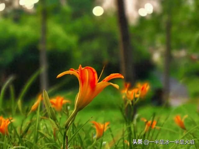 随笔：大暑，且与夏安，且待秋光
