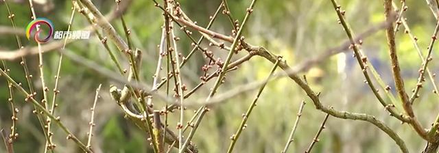 又香又美！昆明这里一大波梅花即将盛放