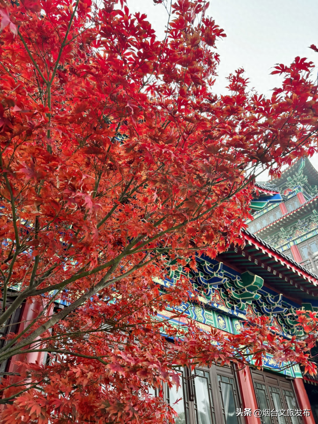 【乐游烟台】深秋倒计时！烟台莱山已进入最佳观赏期~