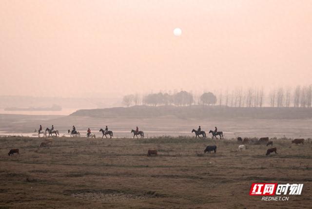 大美红图丨湘江河床变“牧场”，都市人骑马逐夕阳