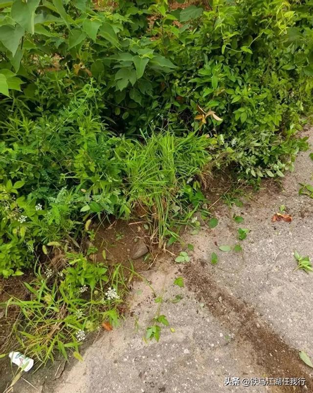 一只猫死在了求生的路上