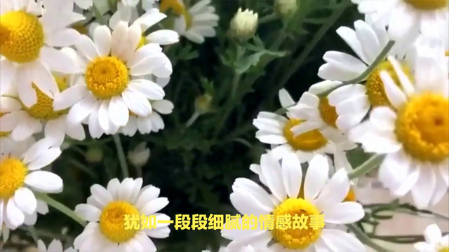和平守护者雏菊（小雏菊的花语是什么）