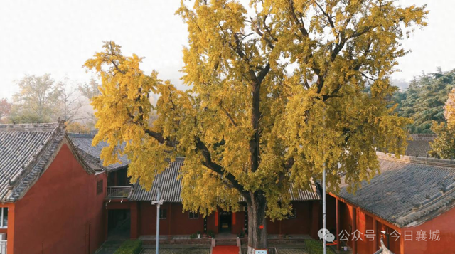 来襄城，这边风景独好！