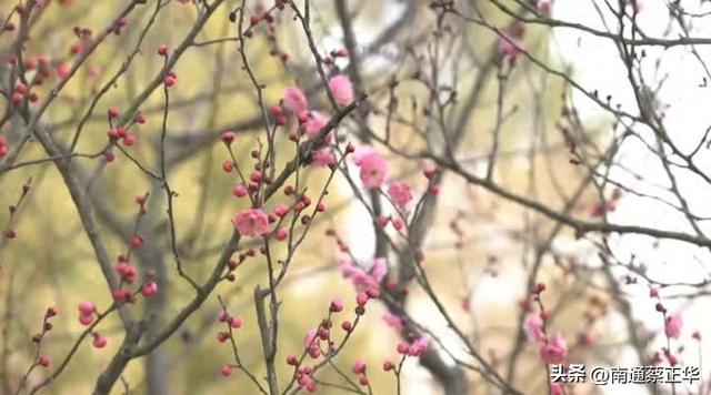 南通冬日“顶流”回归！